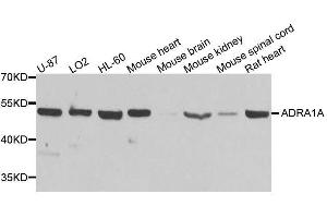 Western blot analysis of extracts of various cell lines, using ADRA1A antibody. (alpha 1 Adrenergic Receptor anticorps  (AA 346-475))