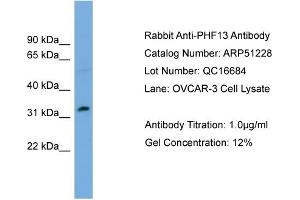 WB Suggested Anti-PHF13  Antibody Titration: 0. (PHF13 anticorps  (Middle Region))
