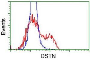 HEK293T cells transfected with either RC203419 overexpress plasmid (Red) or empty vector control plasmid (Blue) were immunostained by anti-DSTN antibody (ABIN2454393), and then analyzed by flow cytometry. (Destrin anticorps)