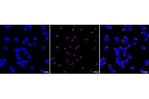 Immunocytochemical staining of Hela cells with Golgi reassembly stacking protein 1 antibody (ABIN7798795), 1:1,000). (Recombinant GORASP1 anticorps)