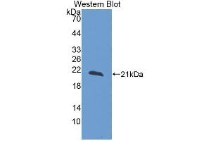 Western Blotting (WB) image for anti-Reelin (RELN) (AA 26-190) antibody (ABIN1980500)