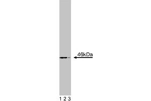 Western blot analysis of TSG101 on a K-562 cell lysate (Human bone marrow myelogenous leukemia, ATCC CCL-243). (TSG101 anticorps  (AA 229-319))