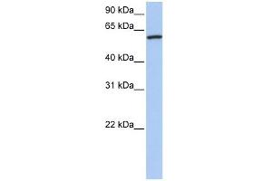 Cortactin antibody used at 1 ug/ml to detect target protein. (Cortactin anticorps  (N-Term))