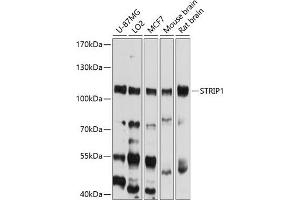 Western blot analysis of extracts of various cell lines, using STRIP1 antibody (ABIN6133290, ABIN6148641, ABIN6148642 and ABIN6214552) at 1:1000 dilution. (STRIP1 anticorps  (AA 743-837))