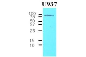 Western Blotting (WB) image for anti-CD44 (CD44) (AA 21-145) antibody (ABIN263995) (CD44 anticorps  (AA 21-145))
