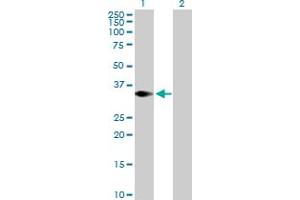 Western Blot analysis of TRIM4 expression in transfected 293T cell line by TRIM4 MaxPab polyclonal antibody. (TRIM4 anticorps  (AA 1-294))