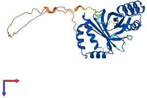 AlphaFold protein structure predicition of Human Recombinant NIPSNAP2 Protein, UniprotID O75323