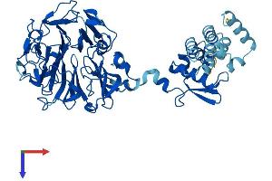 AlphaFold protein structure predicition of Mouse Recombinant Rcbtb1 Protein, UniprotID Q6NXM2