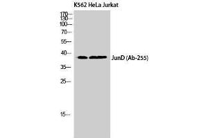 Western Blotting (WB) image for anti-Jun D Proto-Oncogene (JUND) (Ser67) antibody (ABIN3175746) (JunD anticorps  (Ser67))