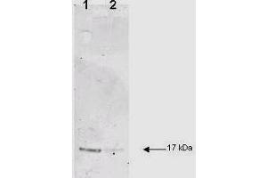 IL-1B was used at a 1:200 dilution incubated 1 h at room temperature to detect dog IL-1B by Western blot. (IL-1 beta anticorps  (Cleavage Site, N-Term))