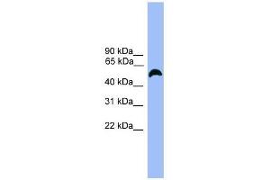 Western Blot showing MARCO antibody used at a concentration of 1-2 ug/ml to detect its target protein.