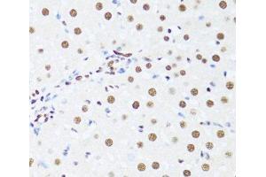 Immunohistochemistry of paraffin-embedded Rat liver using DDX39B Polyclonal Antibody at dilution of 1:100 (40x lens). (DDX39B anticorps)