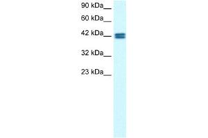WB Suggested Anti-OR13C9 Antibody Titration: 0. (OR13C9 anticorps  (Middle Region))