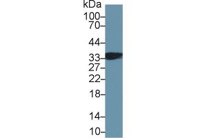 Western blot analysis of Mouse Skeletal muscle lysate, using Human TNNT1 Antibody (2 µg/ml) and HRP-conjugated Goat Anti-Rabbit antibody ( (TNNT1 anticorps  (AA 1-259))