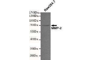 Western blot analysis of extracts from Raw264.