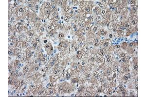 Immunohistochemical staining of paraffin-embedded Human prostate tissue using anti-BHMT mouse monoclonal antibody. (BHMT anticorps)