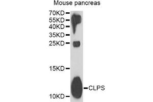 Western blot analysis of extracts of mouse pancreas, using CLPS antibody (ABIN2561908) at 1:1000 dilution. (CLPS anticorps)