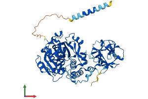 AlphaFold protein structure predicition of Mouse Recombinant Galnt1 Protein, UniprotID O08912