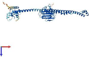 AlphaFold protein structure predicition of Mouse Recombinant Trim10 Protein, UniprotID Q9WUH5