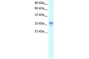ASGR1 antibody used at 0. (Asialoglycoprotein Receptor 1 anticorps  (N-Term))