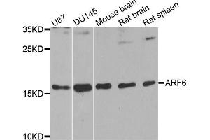 Western blot analysis of extracts of various cell lines, using ARF6 antibody. (ARF6 anticorps)