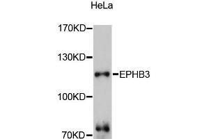 Western blot analysis of extracts of HeLa cells, using EPHB3 antibody (ABIN5997686) at 1:3000 dilution. (EPH Receptor B3 anticorps)