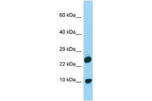 Host: Rabbit Target Name: H2AFV Sample Type: 293T Whole Cell lysates Antibody Dilution: 1. (H2AFV anticorps  (N-Term))