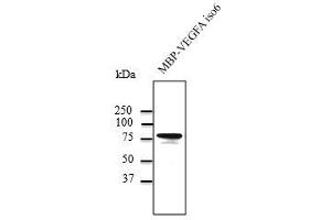 MBP-VEGFA isoform 6 recombinant protein detected by WB using anti-VEGFA Ab at 1,000 dilution, rabbit polyclonal to goat lgG (HRP) at 1/10,000 dilution, (VEGFA anticorps  (Isoform 6))