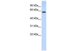 Image no. 1 for anti-Tripartite Motif Containing 55 (TRIM55) (AA 72-121) antibody (ABIN6740819) (TRIM55 anticorps  (AA 72-121))