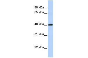 WB Suggested Anti-FOXI1 Antibody Titration:  0. (FOXI1 anticorps  (C-Term))