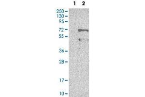 Western Blot analysis of Lane 1: negative control (vector only transfected HEK293T cell lysate) and Lane 2: over-expression lysate (co-expressed with a C-terminal myc-DDK tag in mammalian HEK293T cells) with BAG4 polyclonal antibody . (BAG4 anticorps)