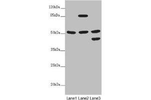 Western blot All lanes: PPP2R3C antibody at 5.