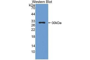Western Blotting (WB) image for anti-Chymase 1, Mast Cell (CMA1) (AA 9-247) antibody (ABIN1858430) (CMA1 anticorps  (AA 9-247))