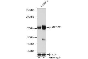 Western blot analysis of extracts of NIH/3T3 cells, using Phospho--T71 Rabbit mAb (ABIN7265404) at 1:1000 dilution. (ATF2 anticorps  (pThr71))