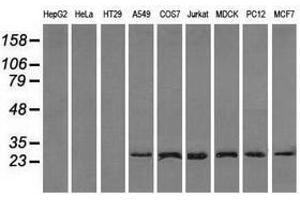 Image no. 4 for anti-Replication Protein A2, 32kDa (RPA2) antibody (ABIN1500735) (RPA2 anticorps)