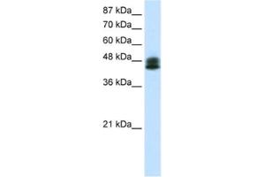 Western Blotting (WB) image for anti-Zinc Finger Protein 785 (ZNF785) antibody (ABIN2461309) (ZNF785 anticorps)