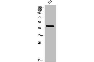 Western Blot analysis of 3T3 cells using MNDA Polyclonal Antibody (MNDA anticorps  (C-Term))