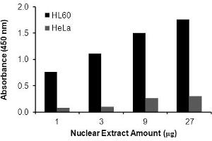Transcription factor assay of NF-κB RelB from nuclear extracts of HL60 cells or HeLa cells with the  NF-κB RelB TF Activity Assay.