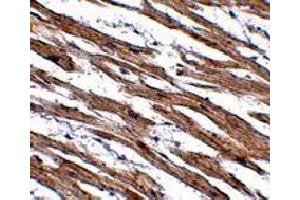 Immunohistochemistry of NAA35 in human heart tissue with NAA35 polyclonal antibody  at 2.