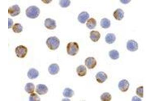 Immunocytochemistry of XBP-1 in HepG2 cells with this product at 2 μg/ml.