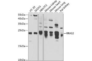 Western blot analysis of extracts of various cell lines, using RR antibody (ABIN6132604, ABIN6147257, ABIN6147258 and ABIN6222873) at 1:1000 dilution. (RRAS2 anticorps  (AA 1-204))