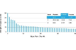 Protein Array (PAr) image for anti-ISL LIM Homeobox 1 (ISL1) antibody (ABIN7456087)