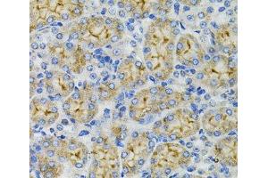 Immunohistochemistry of paraffin-embedded Mouse kidney using DEFB132 Polyclonal Antibody at dilution of 1:100 (40x lens). (DEFB132 anticorps)