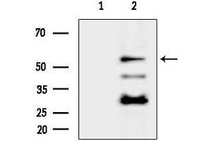 anti-G Protein-Coupled Receptor 176 (GPR176) (C-Term) antibody