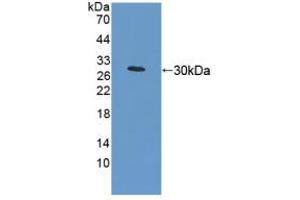 Figure. (MFN1 anticorps  (AA 1-234))