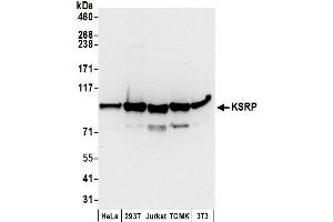 Western Blotting (WB) image for anti-KH-Type Splicing Regulatory Protein (KHSRP) (AA 100-150) antibody (ABIN7454801)