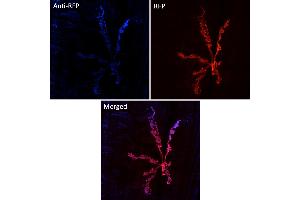 Immunofluorescence (IF) image for anti-Red Fluorescent Protein (RFP) antibody (DyLight 405) (ABIN7273107) (RFP anticorps  (DyLight 405))