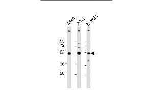 All lanes : Anti-INHBB Antibody (C-term at 1:4000 dilution Lane 1: A549 whole cell lysate Lane 2: PC-3 whole cell lysate Lane 3: Mouse testis lysate Lysates/proteins at 20 μg per lane.