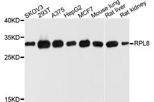Western blot analysis of extracts of various cell lines, using RPL8 antibody (ABIN4905043) at 1:1000 dilution. (RPL8 anticorps)