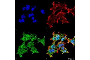 Immunocytochemistry/Immunofluorescence analysis using Mouse Anti-Alpha A Crystallin Monoclonal Antibody, Clone 1H3. (CRYAA anticorps  (Atto 488))